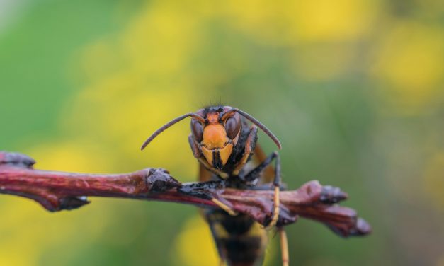 Een ramp of een meevaller? De Aziatische hoornaar is onuitroeibaar