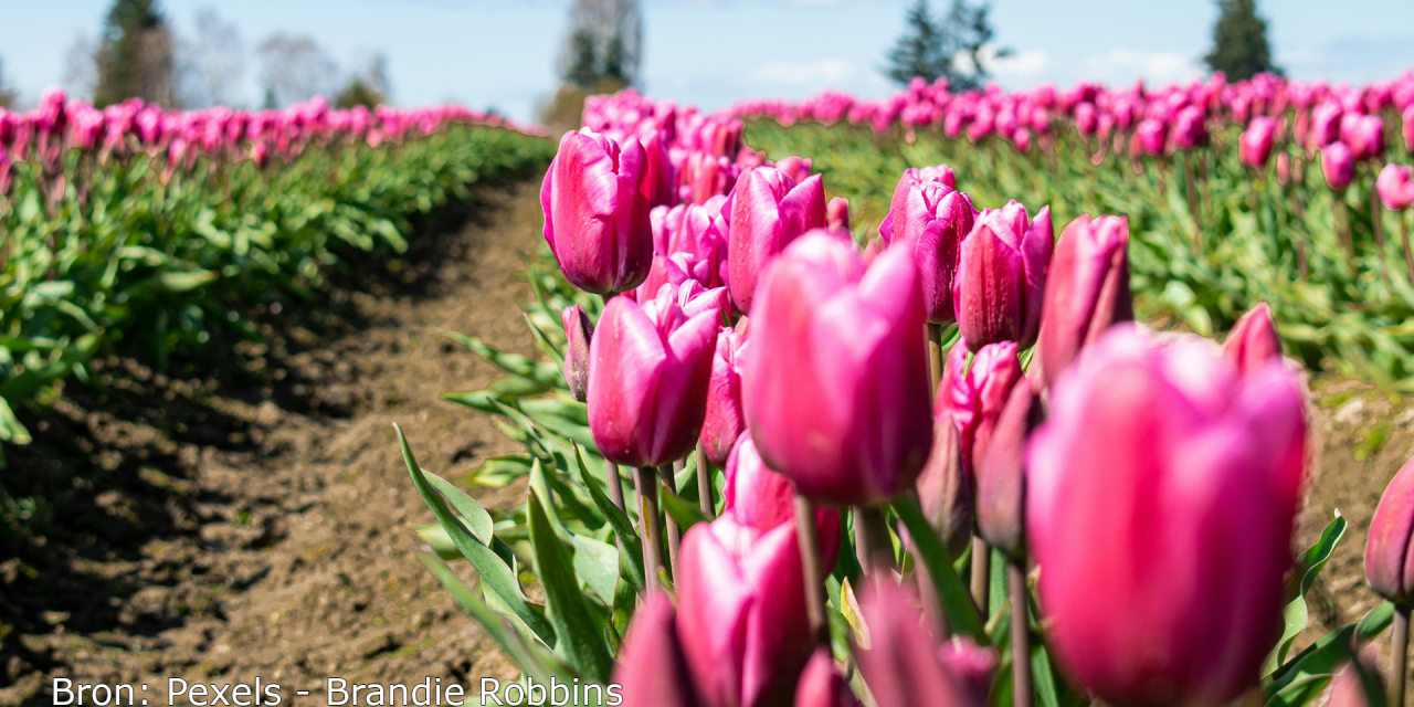 Een typisch Nederlands tafereel: het Tulpfestival is weer begonnen