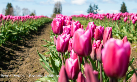 Een typisch Nederlands tafereel: het Tulpfestival is weer begonnen