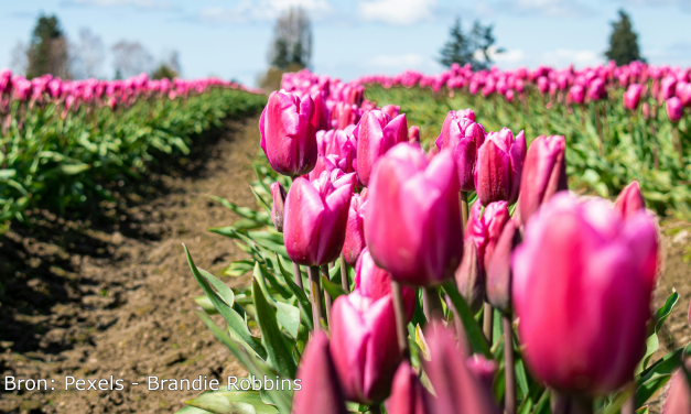 Een typisch Nederlands tafereel: het Tulpfestival is weer begonnen