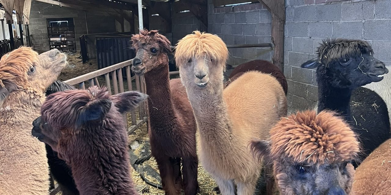 Wandelen met alpaca’s: Yay, or Nay?