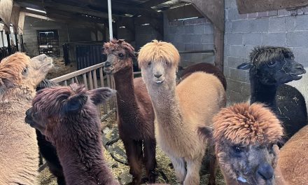 Wandelen met alpaca’s: Yay, or Nay?