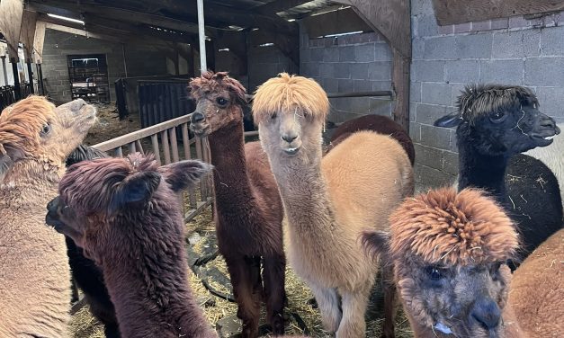 Wandelen met alpaca’s: Yay, or Nay?