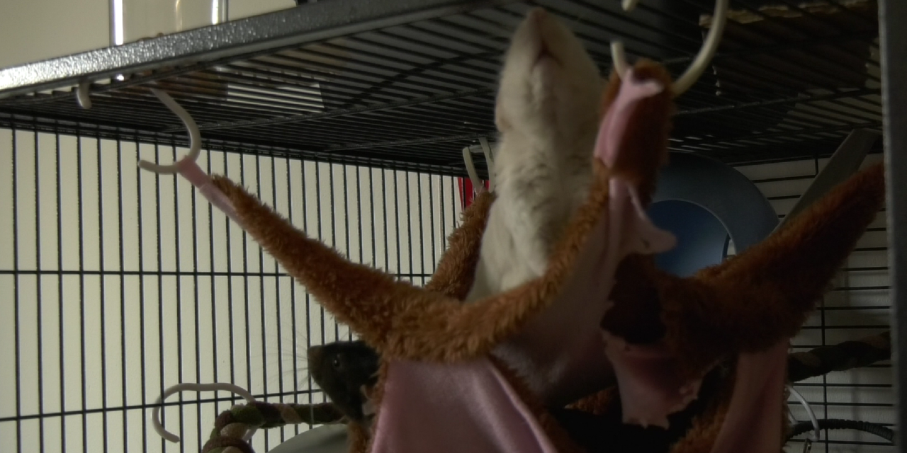 Ratten zorgen voor onrust