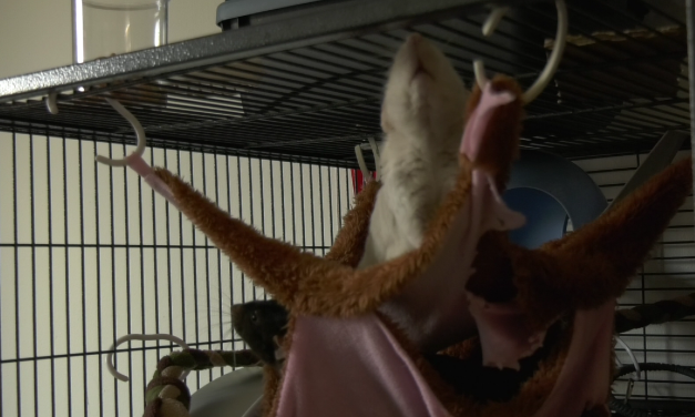 Ratten zorgen voor onrust