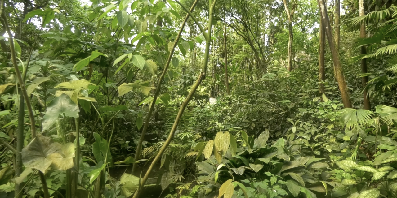 Nederlandse dierentuinen spannen krachten samen om regenwoud in Madagaskar te redden
