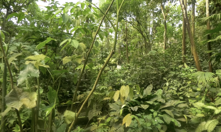 Nederlandse dierentuinen spannen krachten samen om regenwoud in Madagaskar te redden