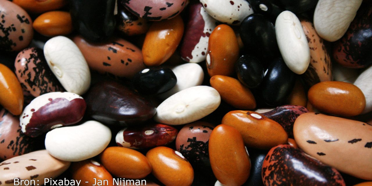 Van vlees naar vegan