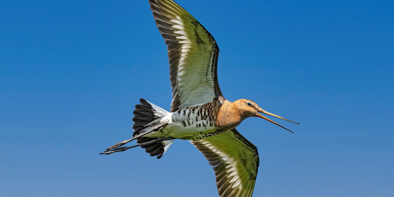 Migratiedieren blijven afnemen ondanks bescherming