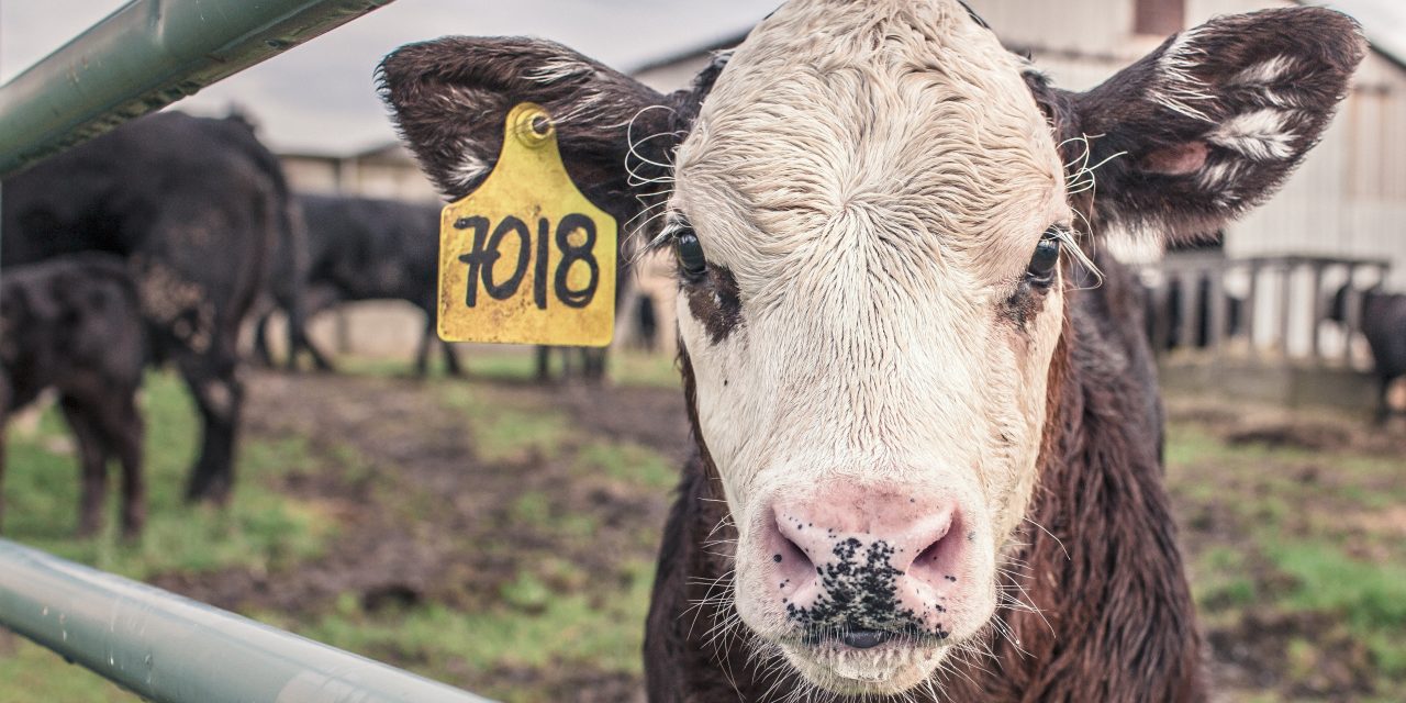 Stikstofmaatregelen zorgen ervoor dat boeren plezier verliezen in hun werk