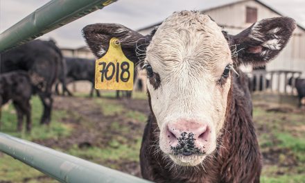 Stikstofmaatregelen zorgen ervoor dat boeren plezier verliezen in hun werk