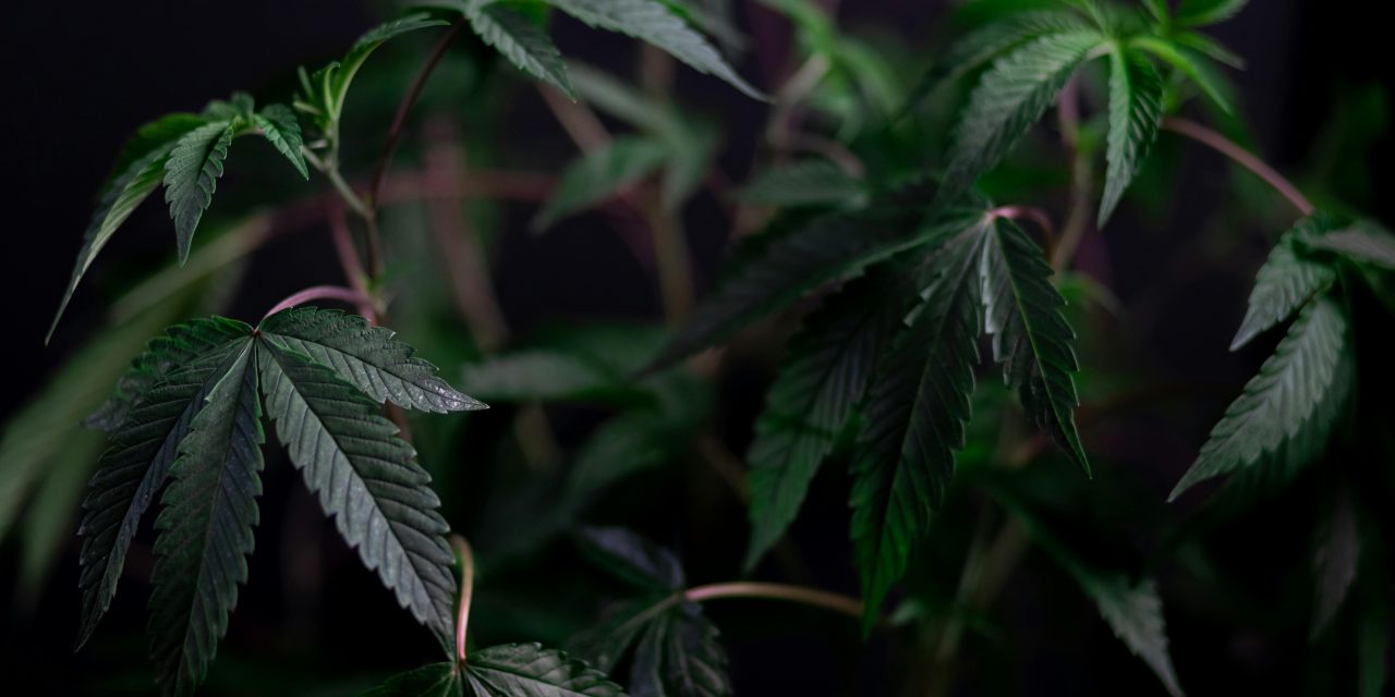 Voor het eerst stoned: wat doet cannabis echt met je?