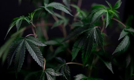 Voor het eerst stoned: wat doet cannabis echt met je?