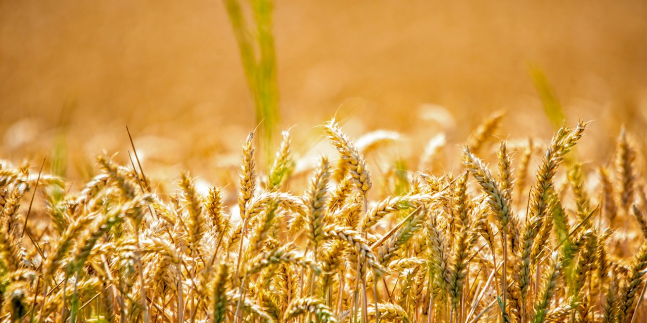 Leven met een allergie, hoe is dat eigenlijk?