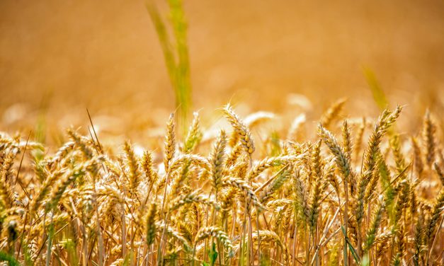 Leven met een allergie, hoe is dat eigenlijk?