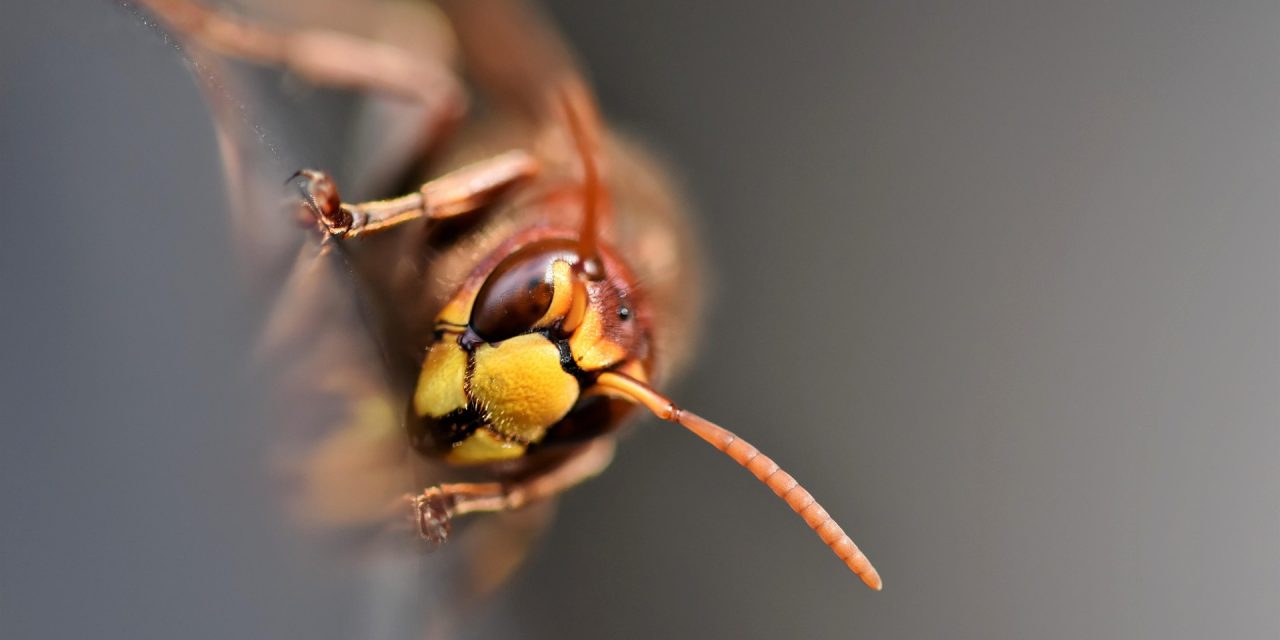 Factcheck: Aziatische hoornaar vormt geen bedreiging voor de Nederlands voedselvoorziening
