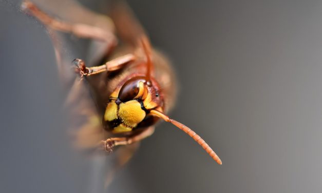 Factcheck: Aziatische hoornaar vormt geen bedreiging voor de Nederlands voedselvoorziening