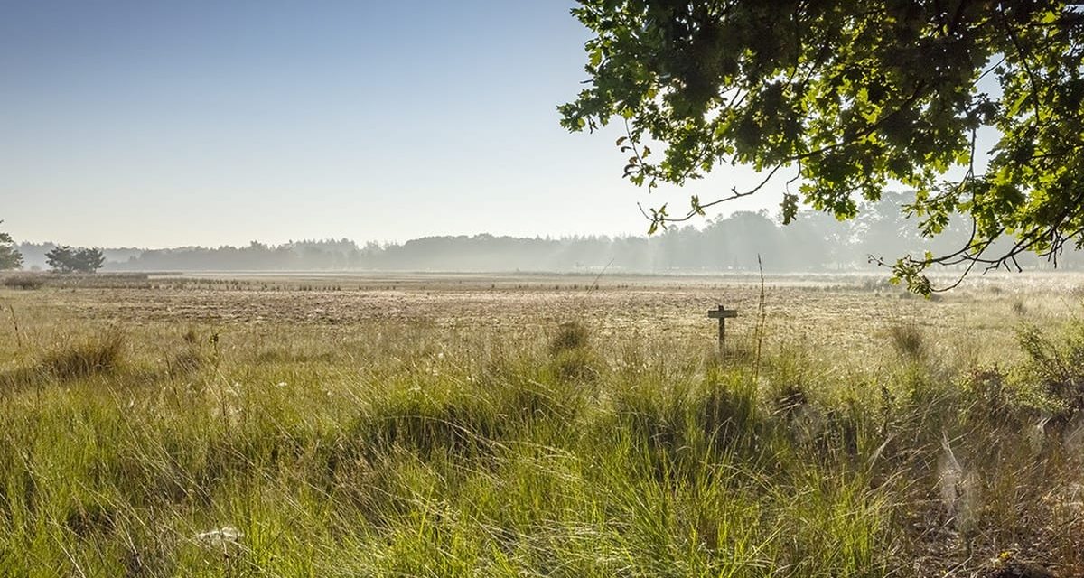 Hittegolven zetten natuur onder druk