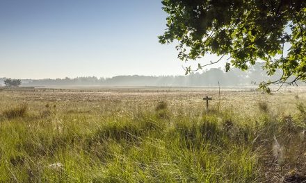 Hittegolven zetten natuur onder druk