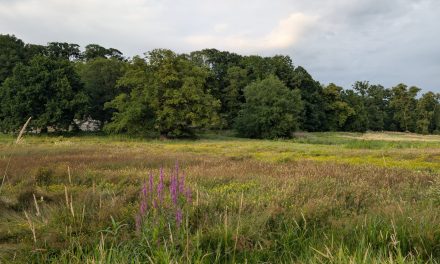 Nederland krijgt weer een hittegolf, maar zijn we klaar voor een drogere toekomst?