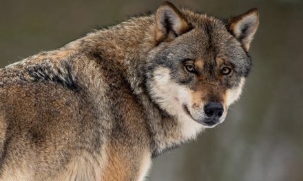 Zijn 56 wolvenroedels in Nederland realistisch?