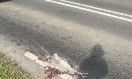 Van cd’tjes tot ecoducten: zo beschermen we wild tegen het verkeer