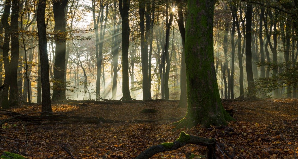 Nieuwe bossen om natuur te beschermen tegen klimaatverandering