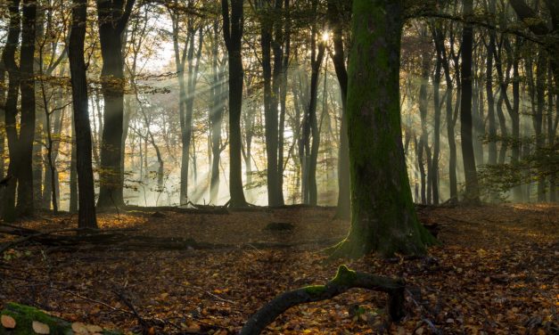Nieuwe bossen om natuur te beschermen tegen klimaatverandering