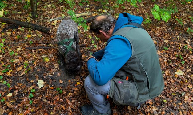 Droogte maakt witte truffel in Alba schaars en duur