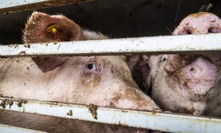Factcheck: “De kennis over dierenleed moet on-negeerbaar worden om eetgedrag van mensen te veranderen”