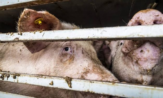 Factcheck: “De kennis over dierenleed moet on-negeerbaar worden om eetgedrag van mensen te veranderen”