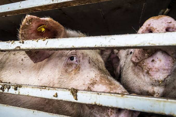 Factcheck: “De kennis over dierenleed moet on-negeerbaar worden om eetgedrag van mensen te veranderen”