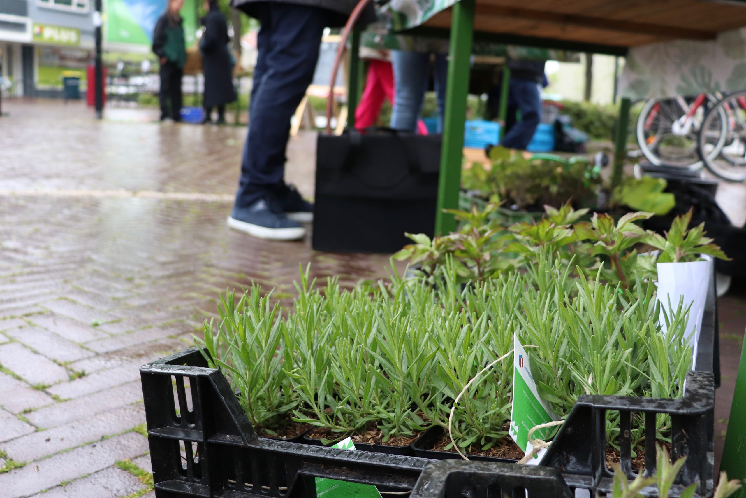 Tegeltje eruit, plantje erin: de stad kan veel groener