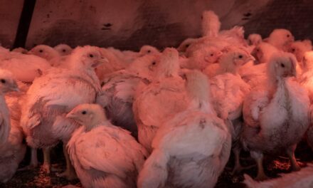 Meer dan 28 duizend vleeskuikens overleden door oververhitting bij transport