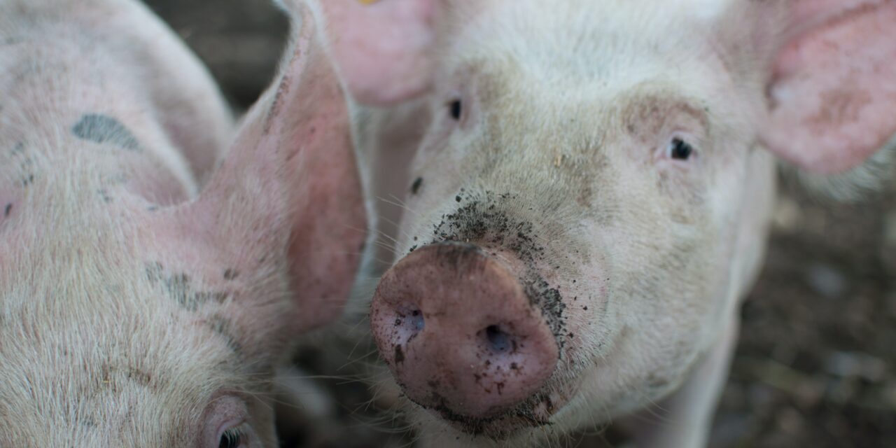 Minder varkens gegeten, maar meer varkens geslacht in 2020