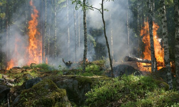 Een ‘Wake-up call’ voor natuurbranden: Meer erkenning en bescherming nodig