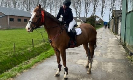 Een manege is niet alleen maar rozengeur en maneschijn