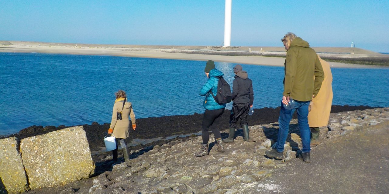 De wierenwandeling, een ontdekkingsreis naar de vergeten planten van de zee