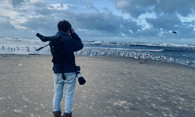 Voor een paar seconden is de kleine alk zijn wereld