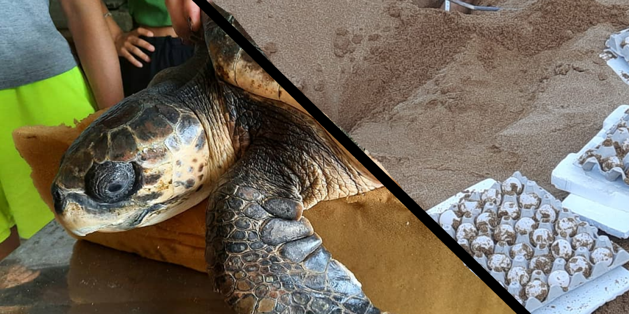 In de chaos van Zuid-Italië zocht Filine naar ruimte voor de zeeschildpad