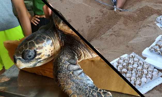 In de chaos van Zuid-Italië zocht Filine naar ruimte voor de zeeschildpad