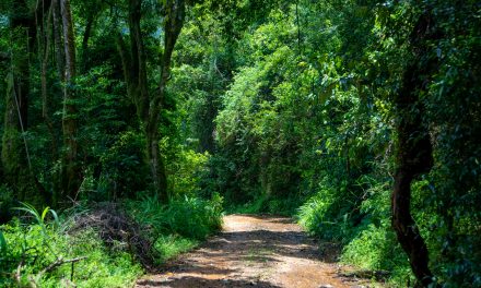 “Ben je gek?!” En toch ging ze
