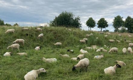 Factcheck: er gaan dagelijks duizenden schapen dood aan blauwtong