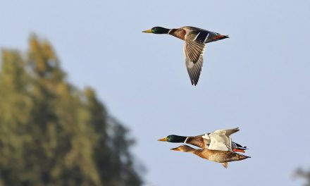 Fact-check: wordt de vogelgriep in waterrijke gebieden sneller verspreid?