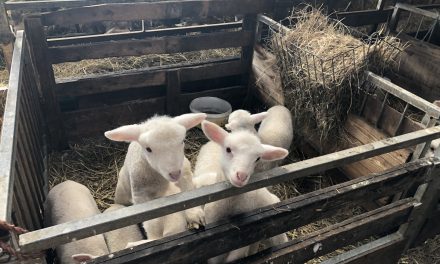 8,4 procent van schapen in Nederland overleden aan Blauwtongvirus