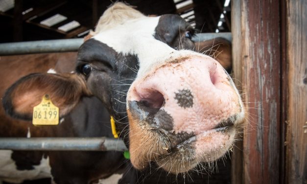 Factcheck: In een glas melk zit meer dierenleed dan in een lapje biefstuk