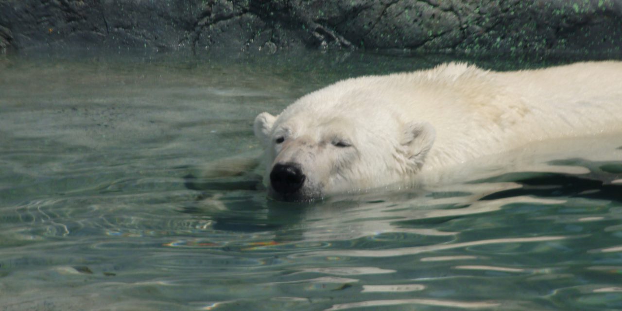 Internationale ijsbeerdag: is de situatie van de ijsbeer wel echt zo ernstig?