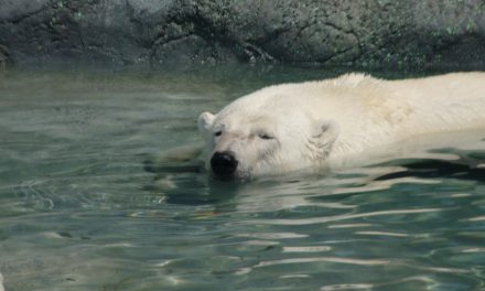 Internationale ijsbeerdag: is de situatie van de ijsbeer wel echt zo ernstig?