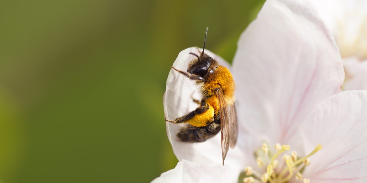 Factcheck: “Zonder bijen wordt 85 procent van alle planten niet bestoven”