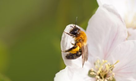 Factcheck: “Zonder bijen wordt 85 procent van alle planten niet bestoven”
